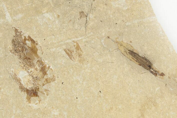 Cretaceous, Soft Bodied Squid Fossil With Shrimp - Pos/Neg #202155